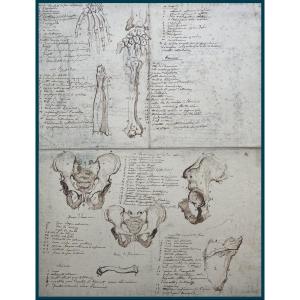 French School Late 18th-early 19th Century "anatomical Studies" Pen Drawing