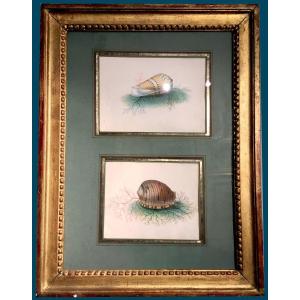 ECOLE FRANÇAISE 19E SIECLE-VERS 1830"Coquillages"2 Aquarelles dans 1 même montage,Cadre fin 18e