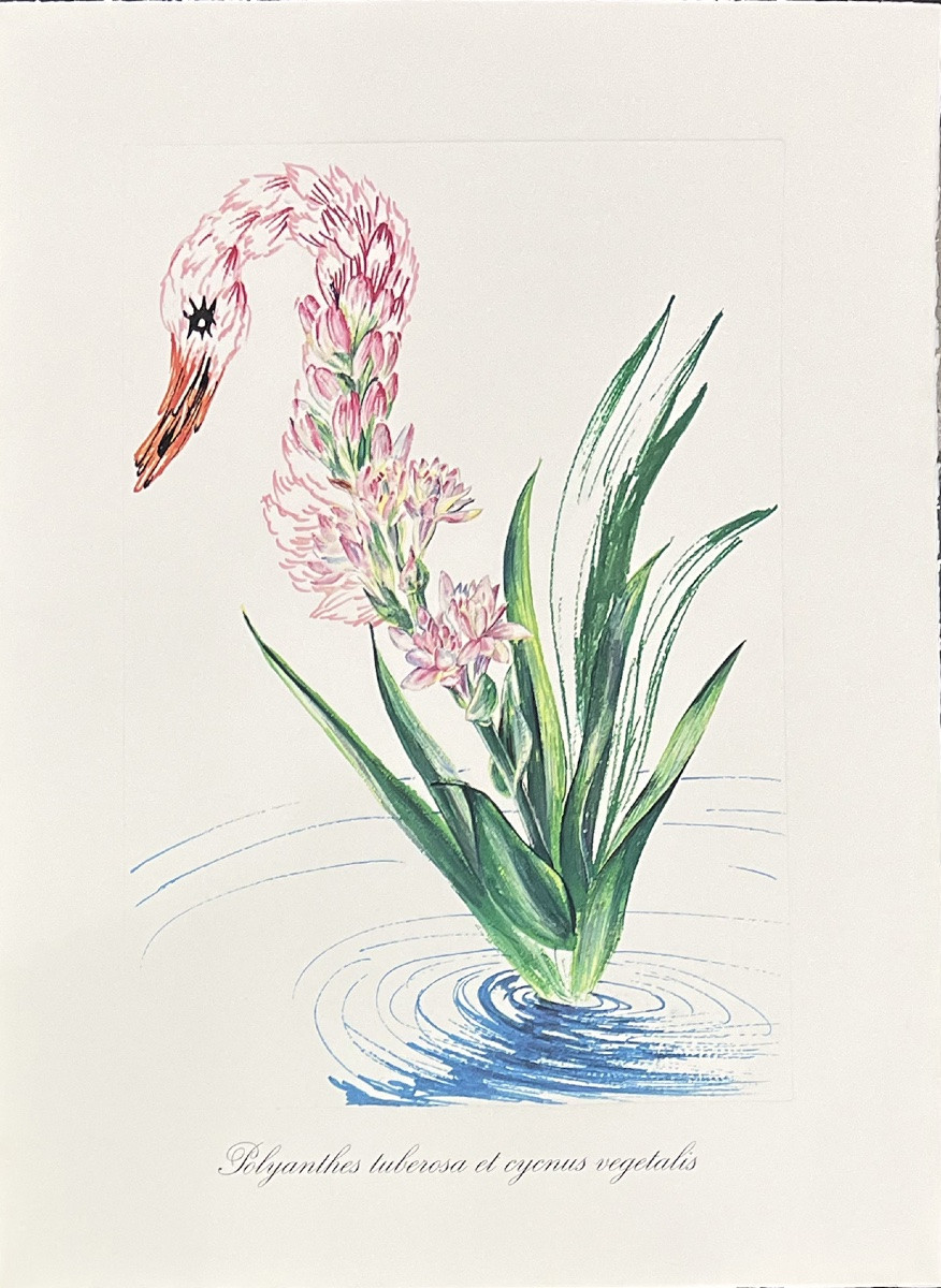 Salvador Dali - Surrealist Flowers - Suite de 12 Lithographies en couleurs embossées - 1972-photo-8