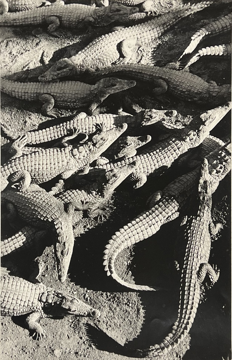 Gian Paolo Barbieri - Crocodile Farm, Madagascar - Épreuve argentique - circa 1990