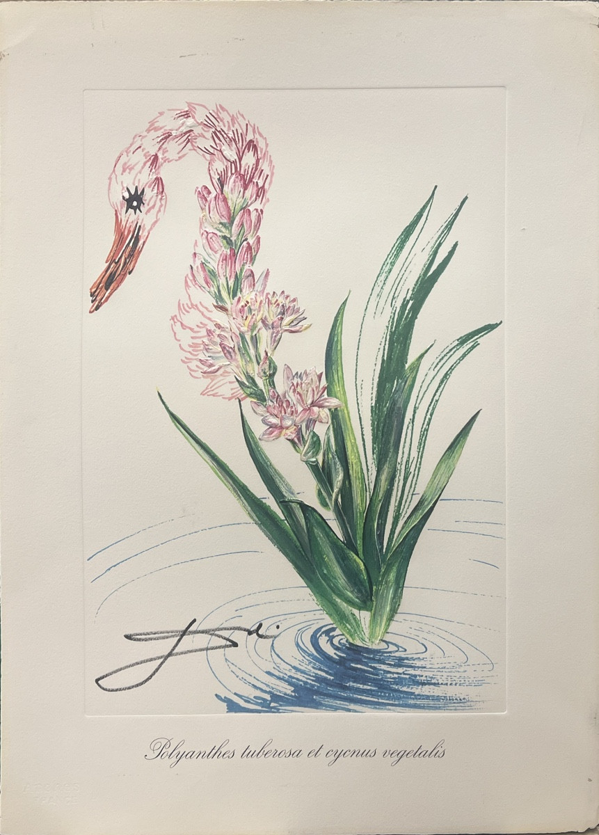 Salvador Dali - Polyanthes - issue de la série Surrealist Flowers - lithographie  - 1972