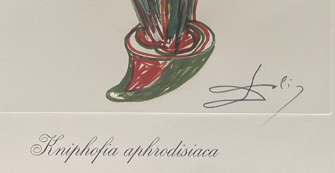 Salvador Dali - Kniphofia, issue de la série Surrealist Flowers - lithographie - 1972-photo-3