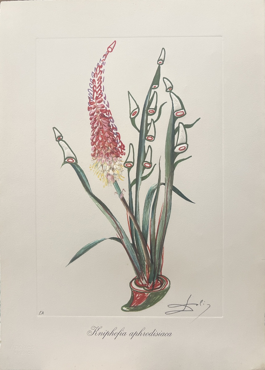 Salvador Dali - Kniphofia, issue de la série Surrealist Flowers - lithographie - 1972