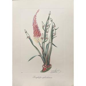 Salvador Dali - Kniphofia, issue de la série Surrealist Flowers - lithographie - 1972