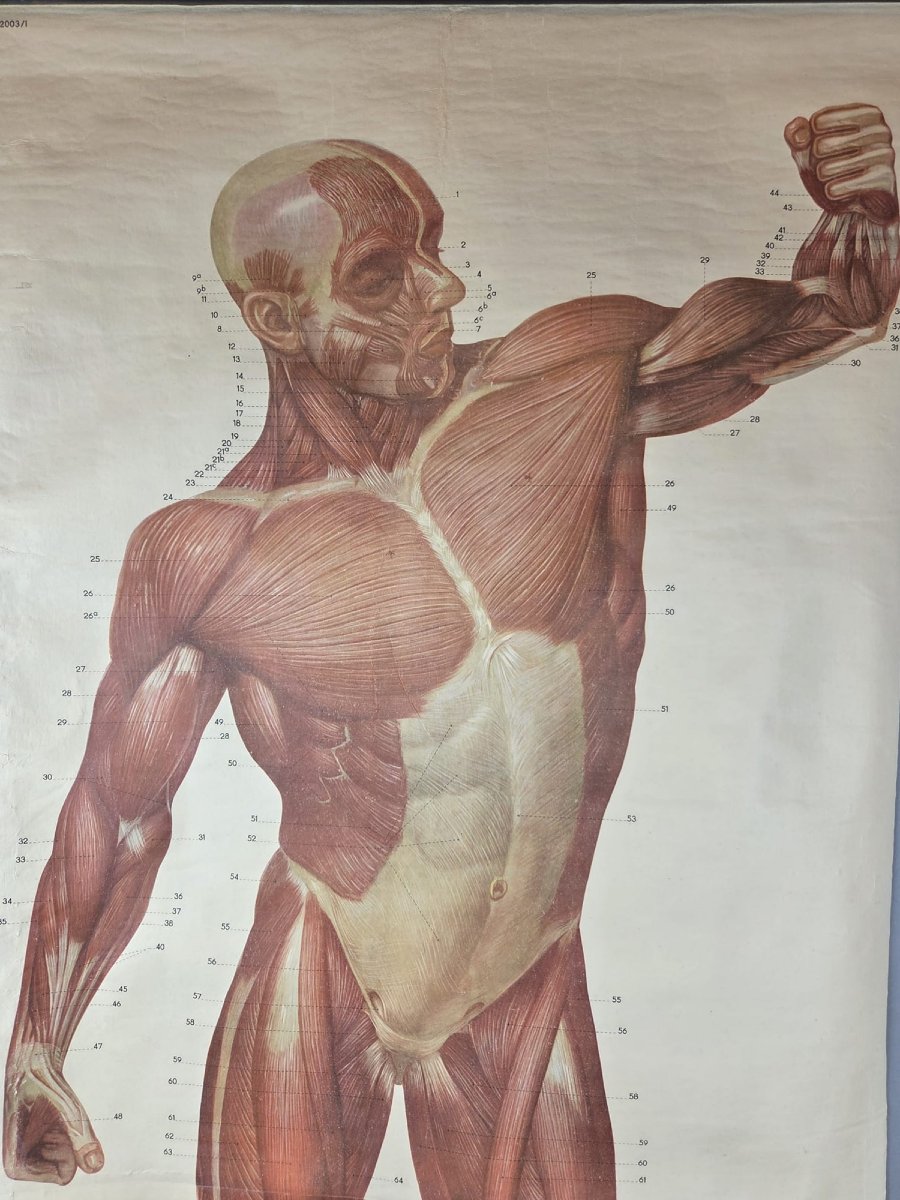 2 Planches didactiques anciennes "Les muscles de l'homme"-photo-2