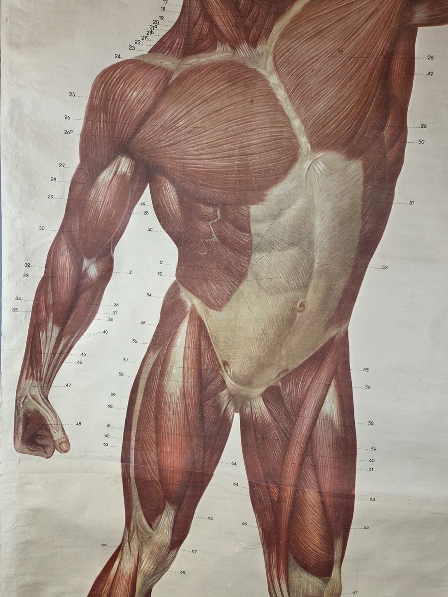 2 Planches didactiques anciennes "Les muscles de l'homme"-photo-3