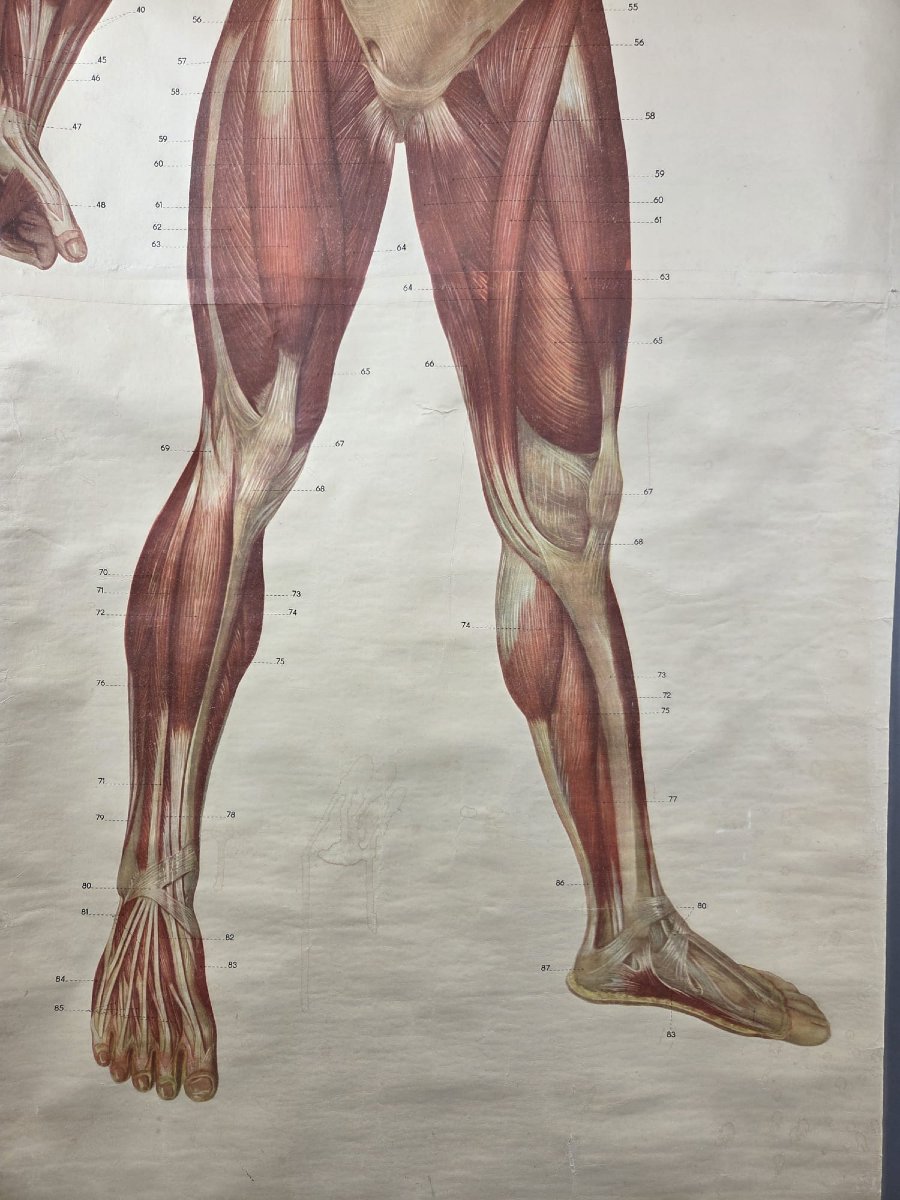 2 Planches didactiques anciennes "Les muscles de l'homme"-photo-4