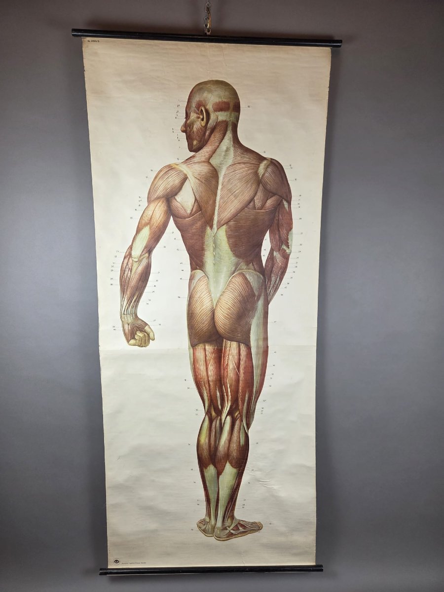 2 Planches didactiques anciennes "Les muscles de l'homme"-photo-2