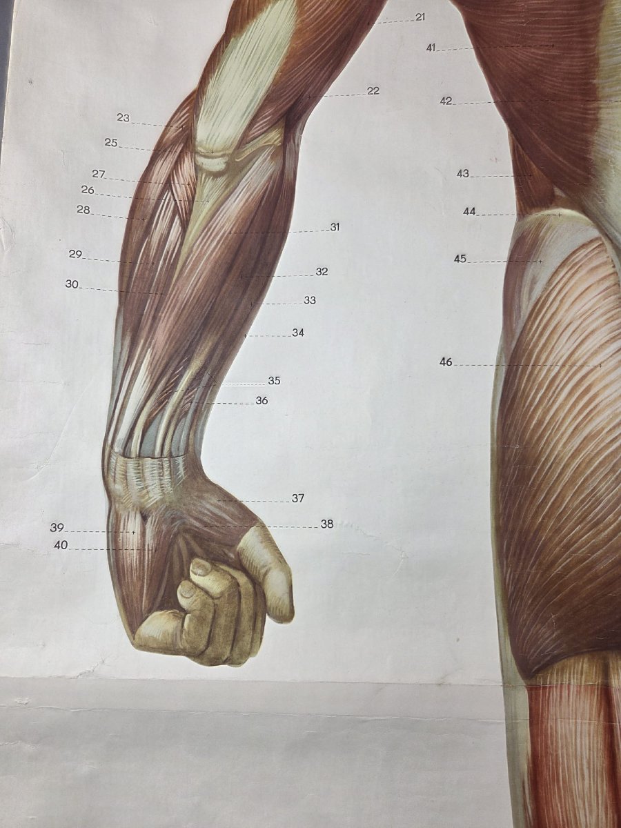 2 Planches didactiques anciennes "Les muscles de l'homme"-photo-5
