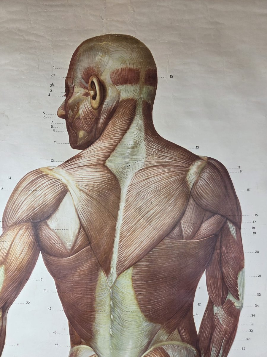 2 Planches didactiques anciennes "Les muscles de l'homme"-photo-6