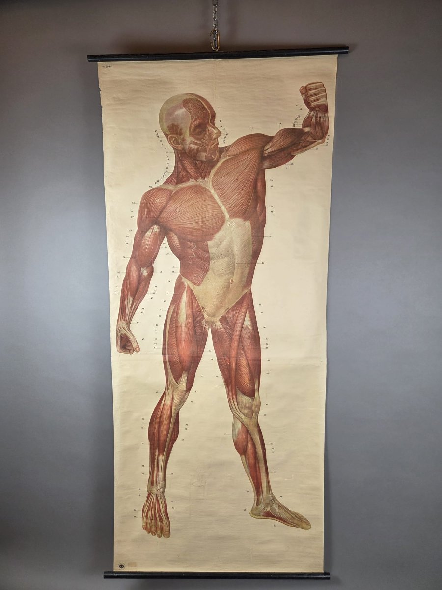 2 Planches didactiques anciennes "Les muscles de l'homme"