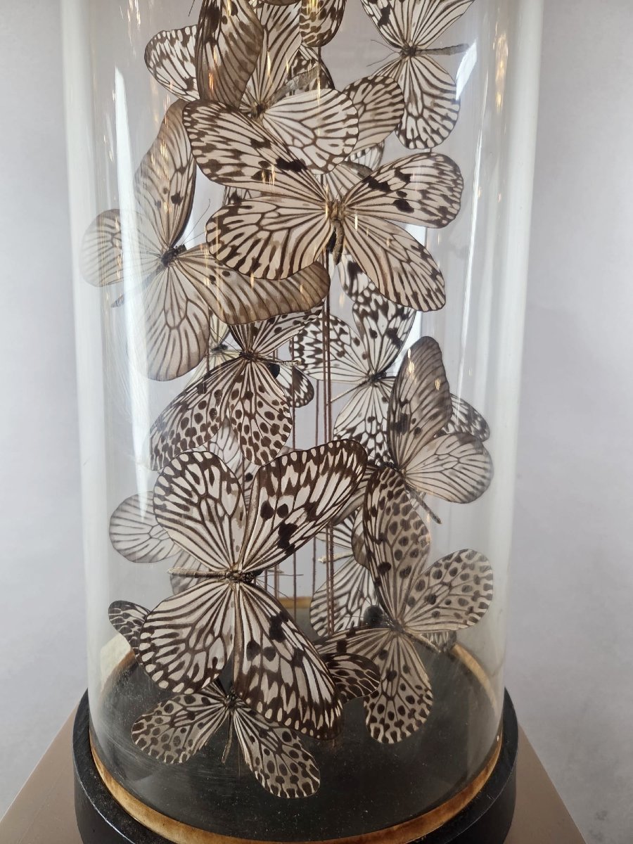 Assemblage de papillons sous globe-photo-3