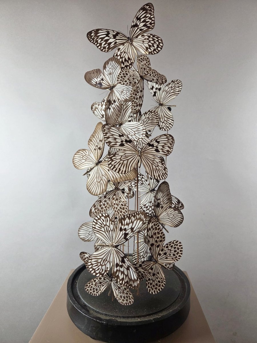Assemblage de papillons sous globe-photo-4