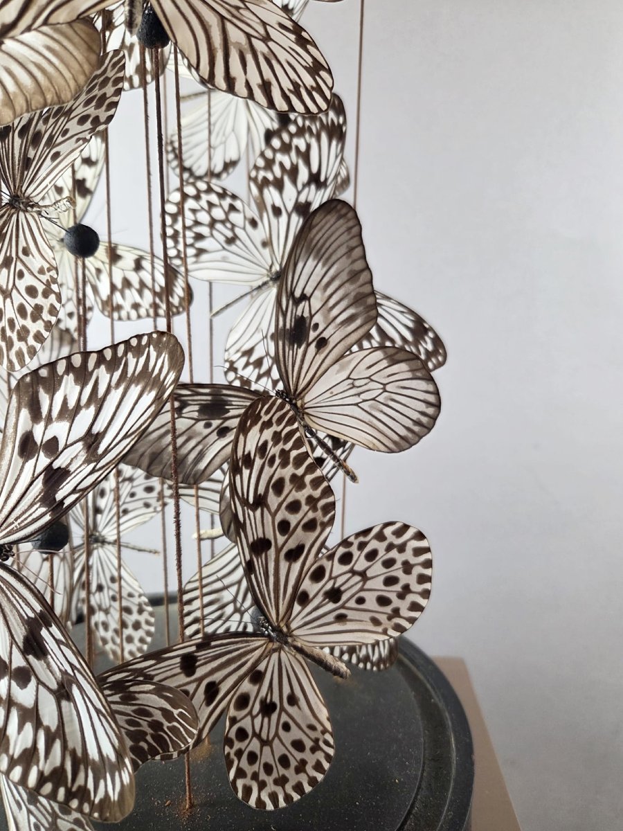 Assemblage de papillons sous globe-photo-3