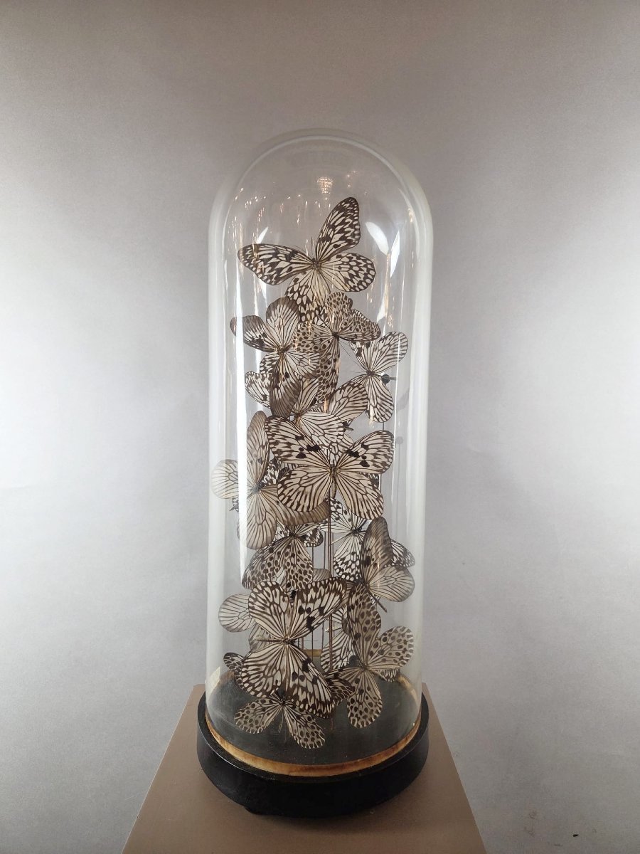 Assemblage de papillons sous globe
