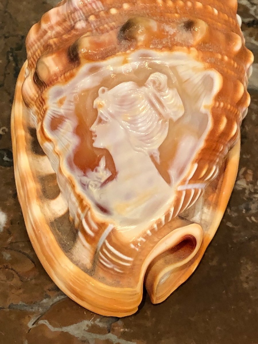 Marine Curiosity: Cameo Profile Of A Woman Engraved On Shell Late 19th Century-photo-2