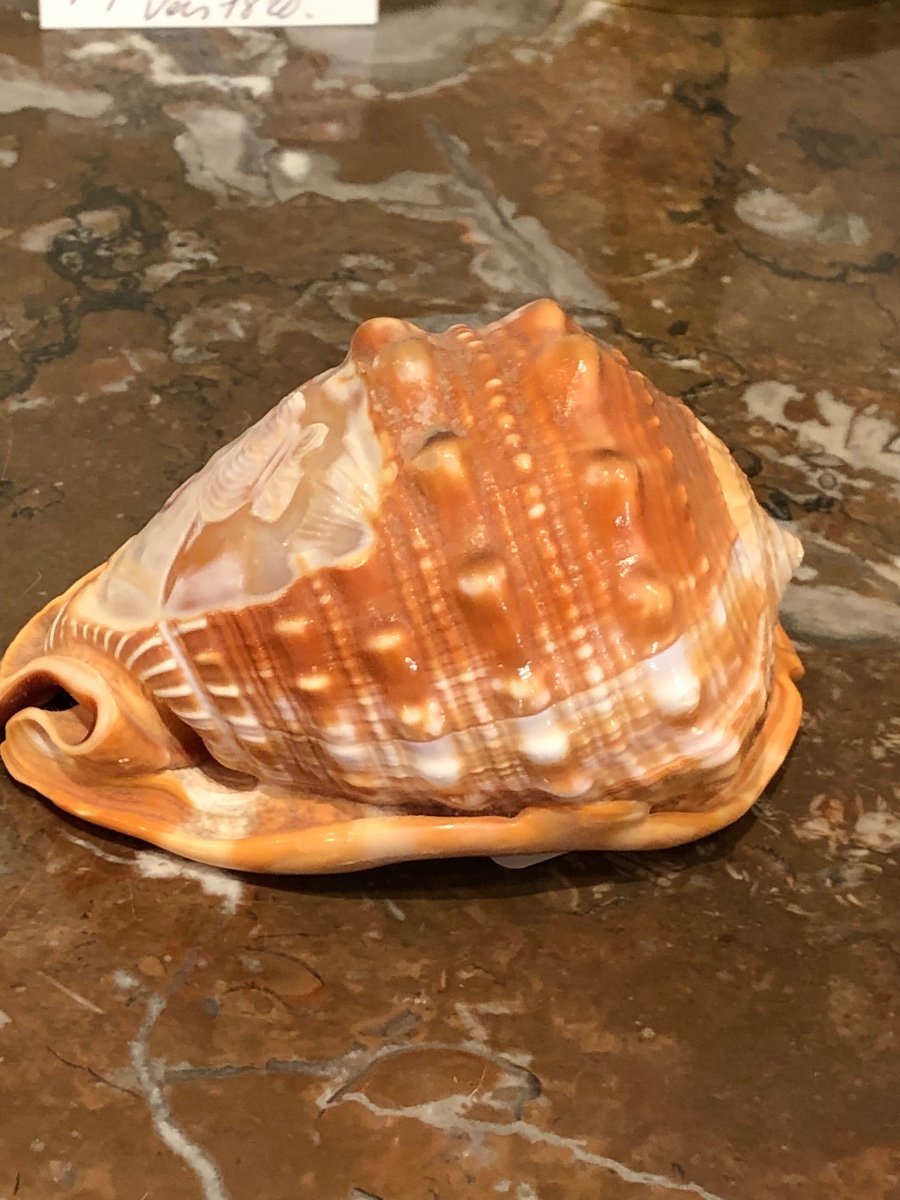 Marine Curiosity: Cameo Profile Of A Woman Engraved On Shell Late 19th Century-photo-2