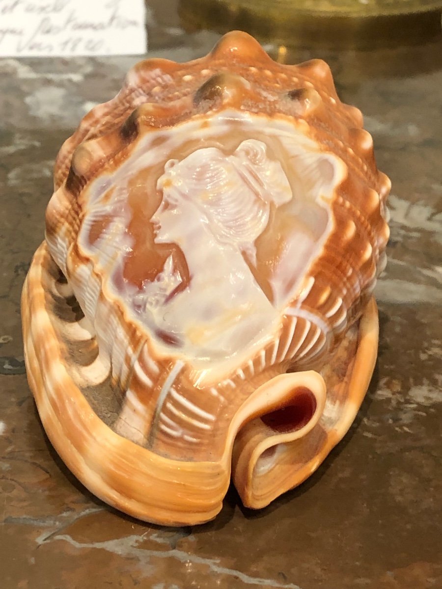 Marine Curiosity: Cameo Profile Of A Woman Engraved On Shell Late 19th Century-photo-4