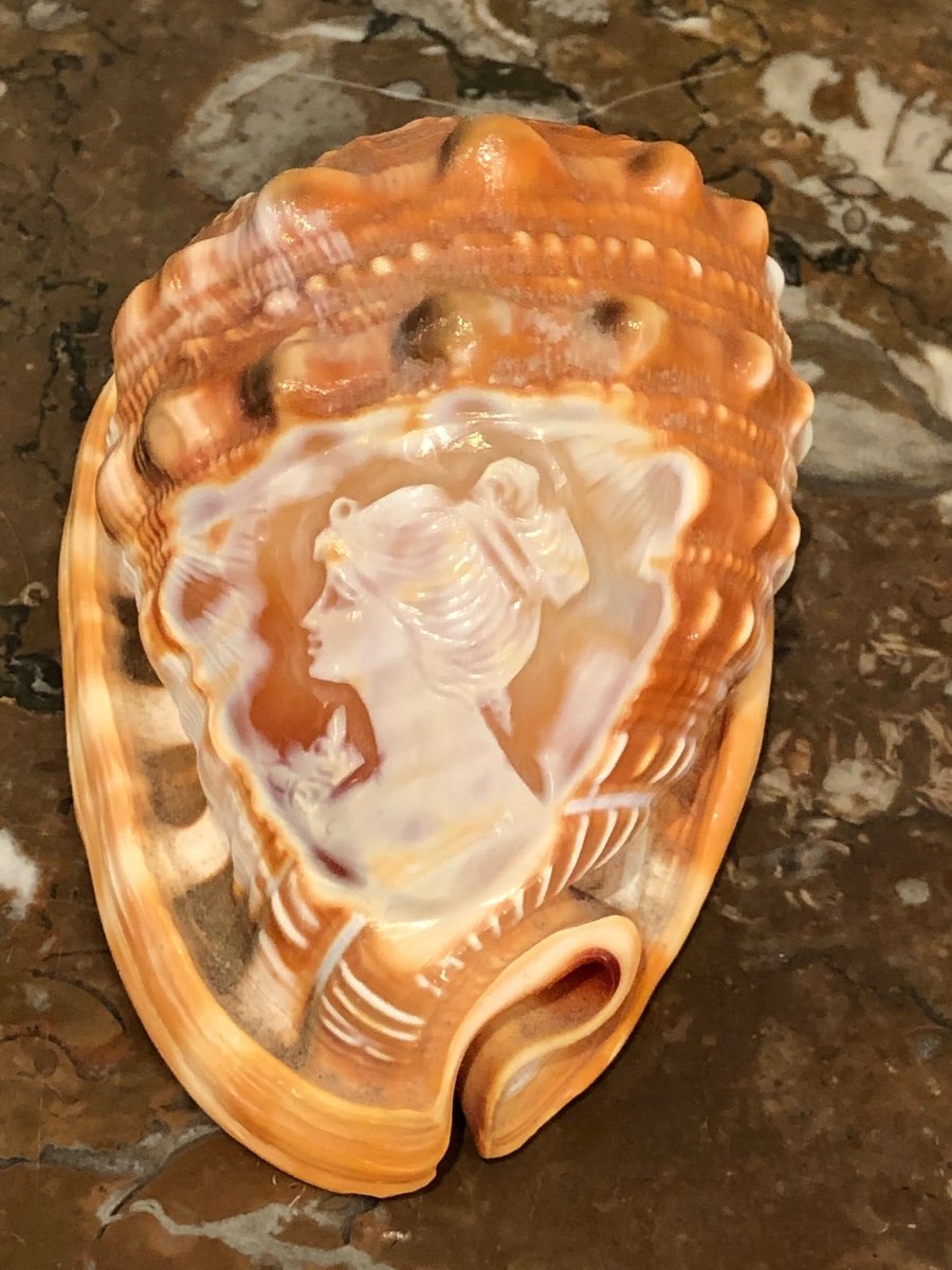 Marine Curiosity: Cameo Profile Of A Woman Engraved On Shell Late 19th Century-photo-5