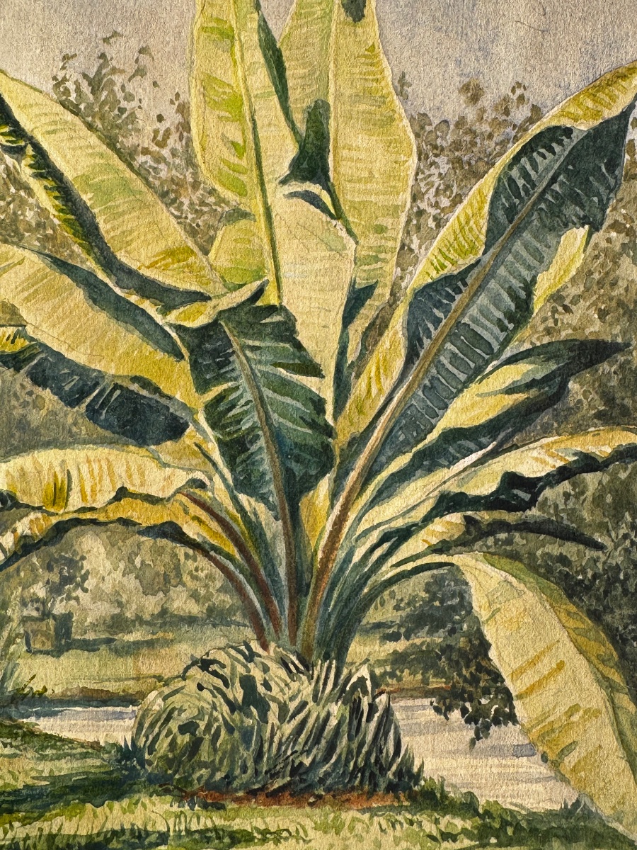 "banana Tree" By Jardin Dumoulin, Watercolor, Late 19th Century, Circa 1886  -photo-1