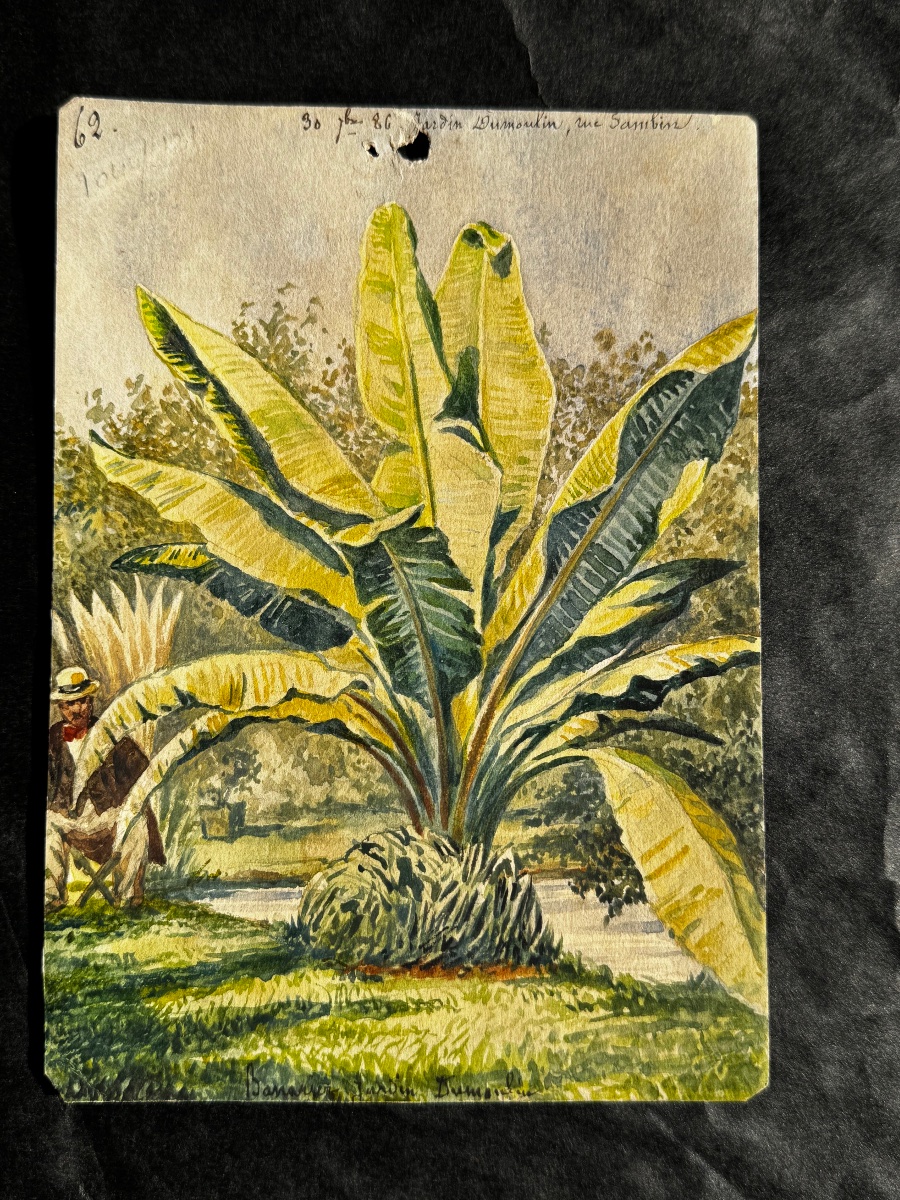 "banana Tree" By Jardin Dumoulin, Watercolor, Late 19th Century, Circa 1886  -photo-2