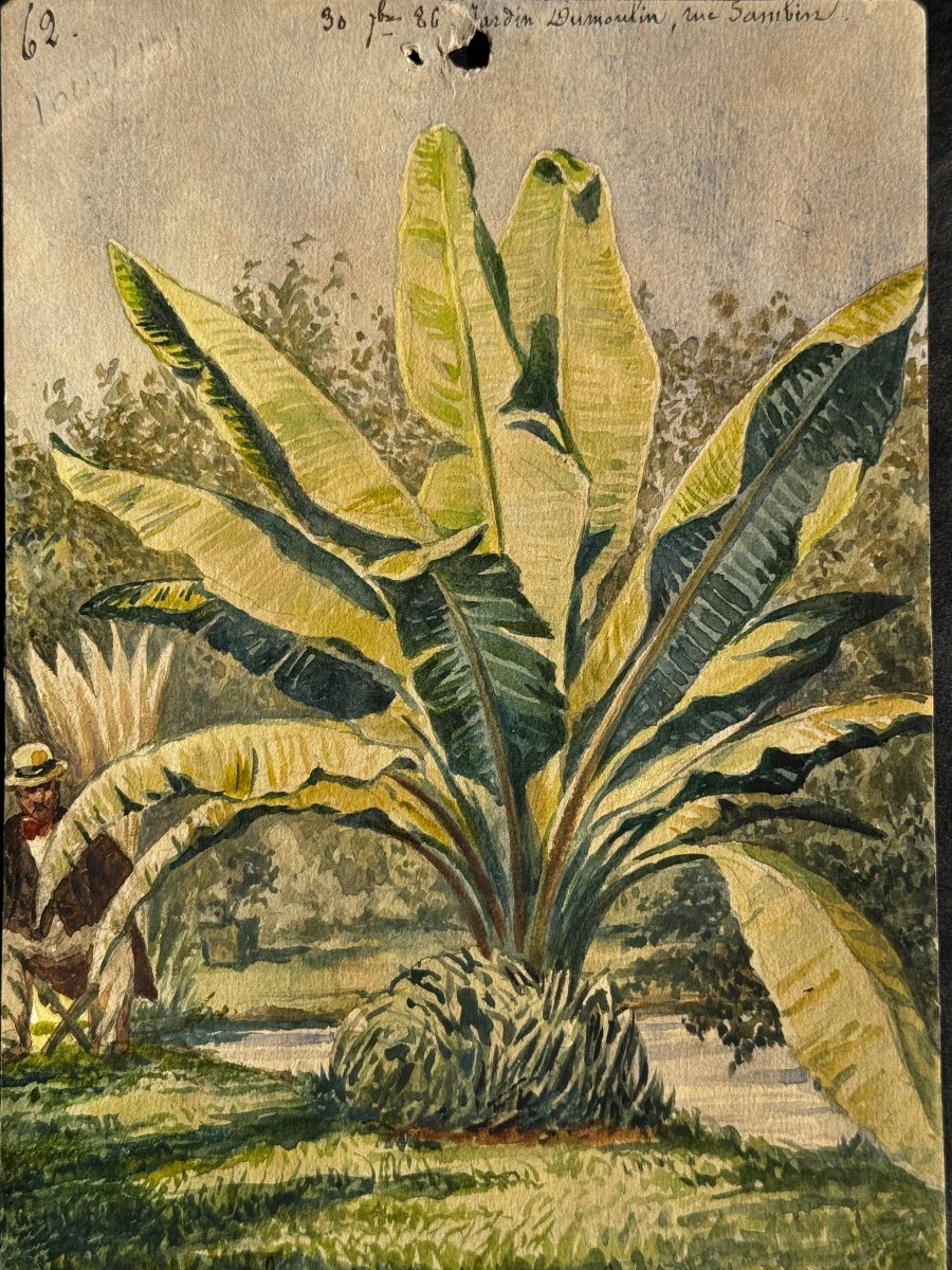 "banana Tree" By Jardin Dumoulin, Watercolor, Late 19th Century, Circa 1886  