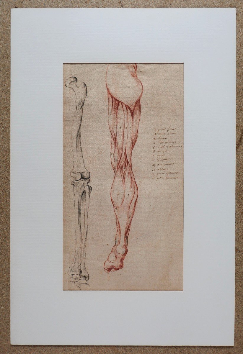 French School Late 18th Century, Study Of The Muscles Of The Leg, Drawing-photo-2