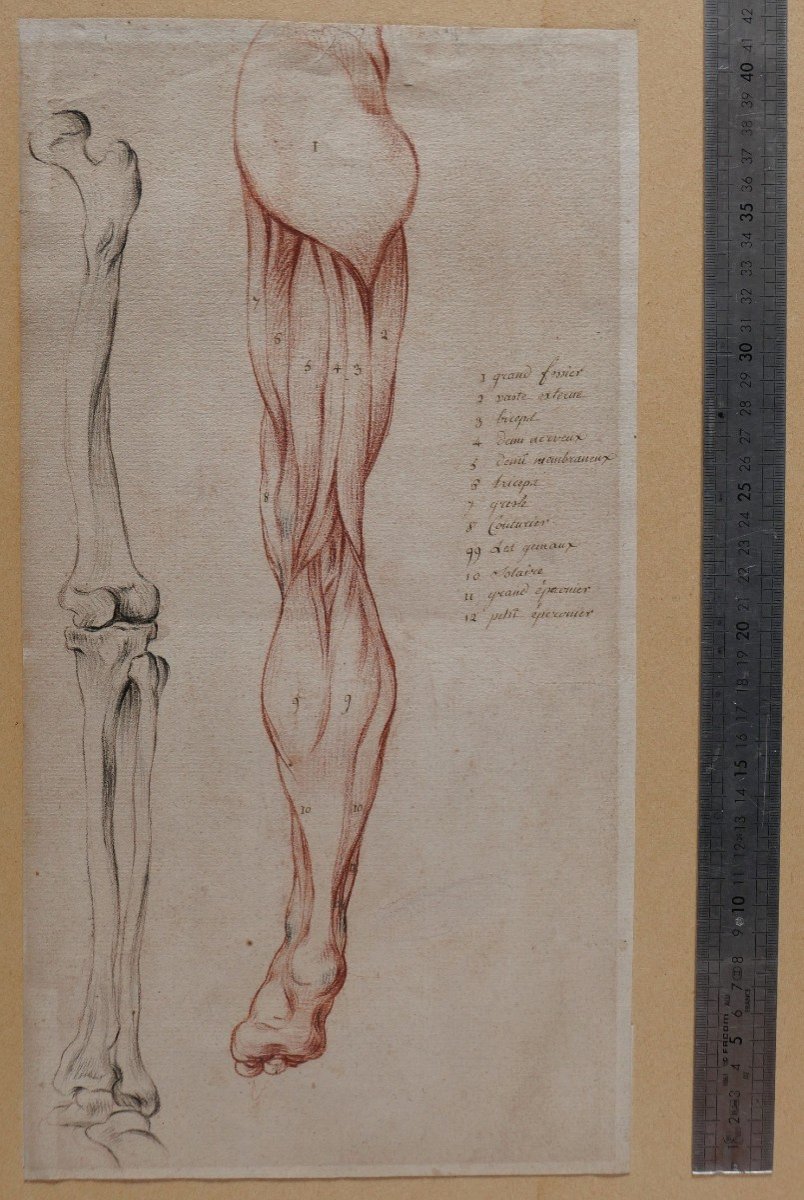 Ecole française fin 18e siècle, étude des muscles de la jambe, dessin-photo-3