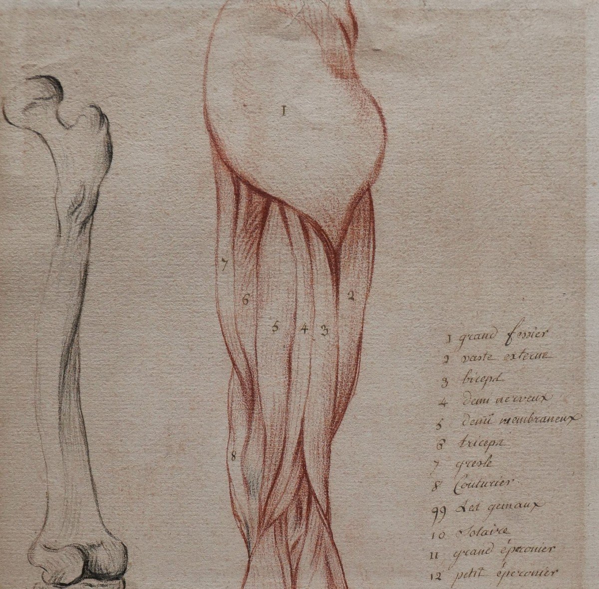 Ecole française fin 18e siècle, étude des muscles de la jambe, dessin-photo-4