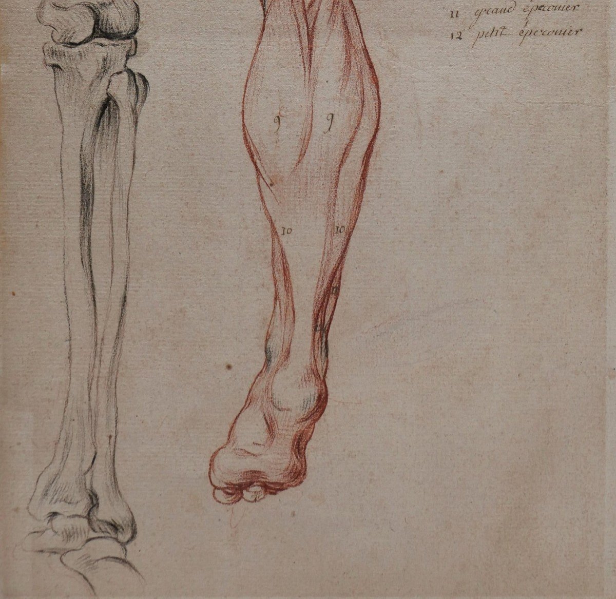 Ecole française fin 18e siècle, étude des muscles de la jambe, dessin-photo-1
