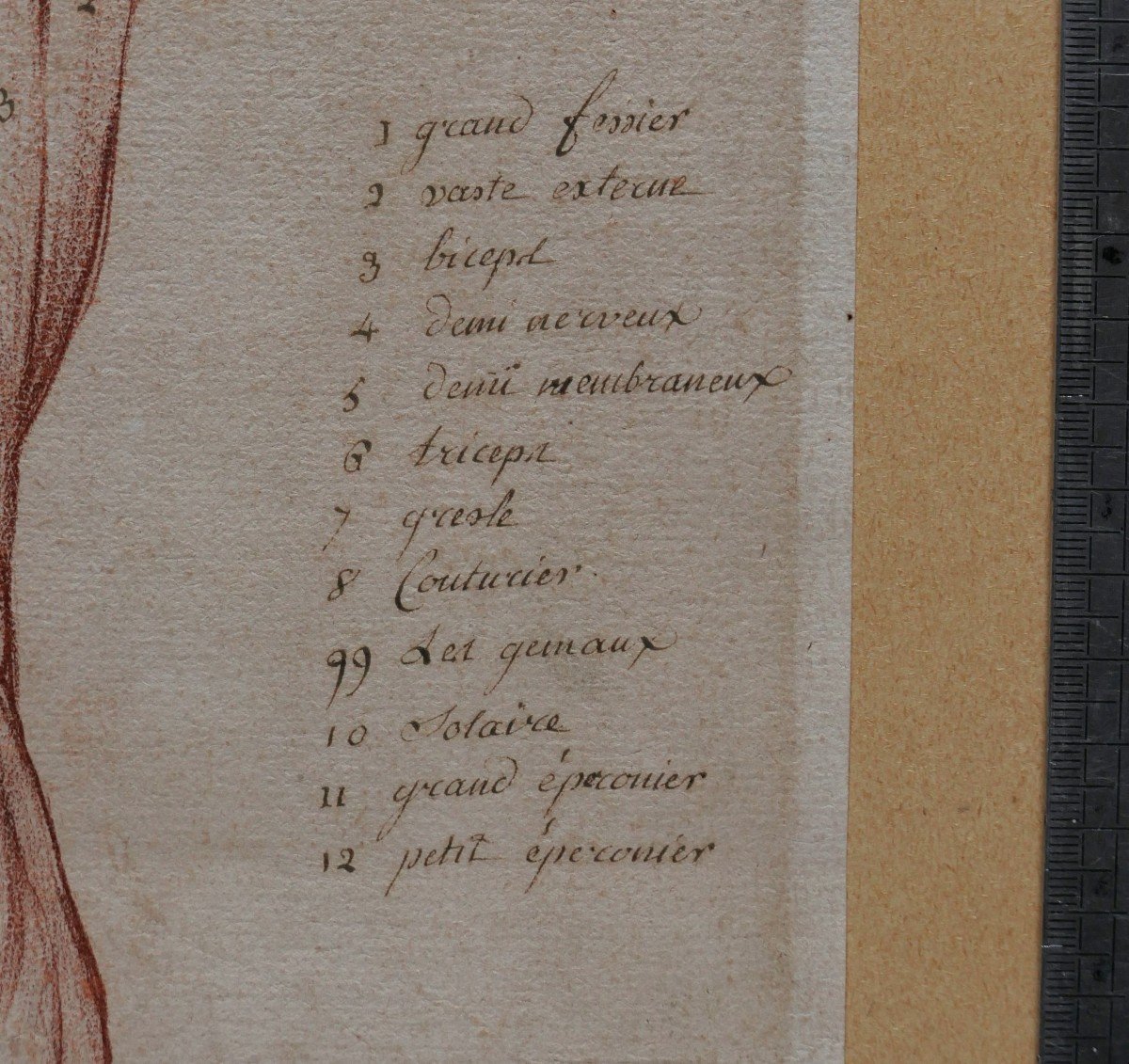 Ecole française fin 18e siècle, étude des muscles de la jambe, dessin-photo-2