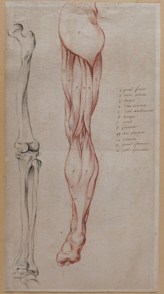 French School Late 18th Century, Study Of The Muscles Of The Leg, Drawing
