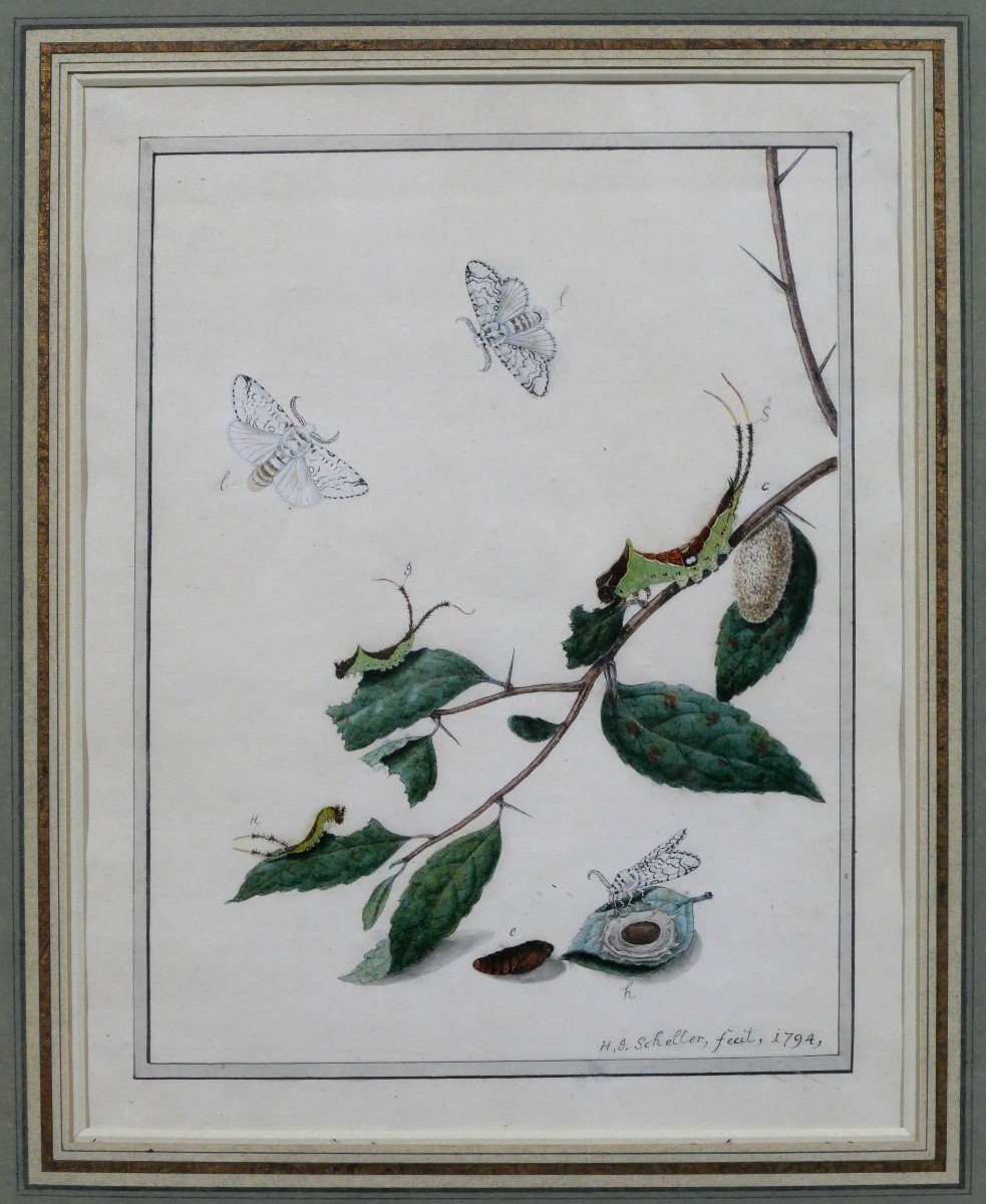 H. J. SCHELLER 18e-19e siècle Études sur les papillons, dessin, 1794-photo-2