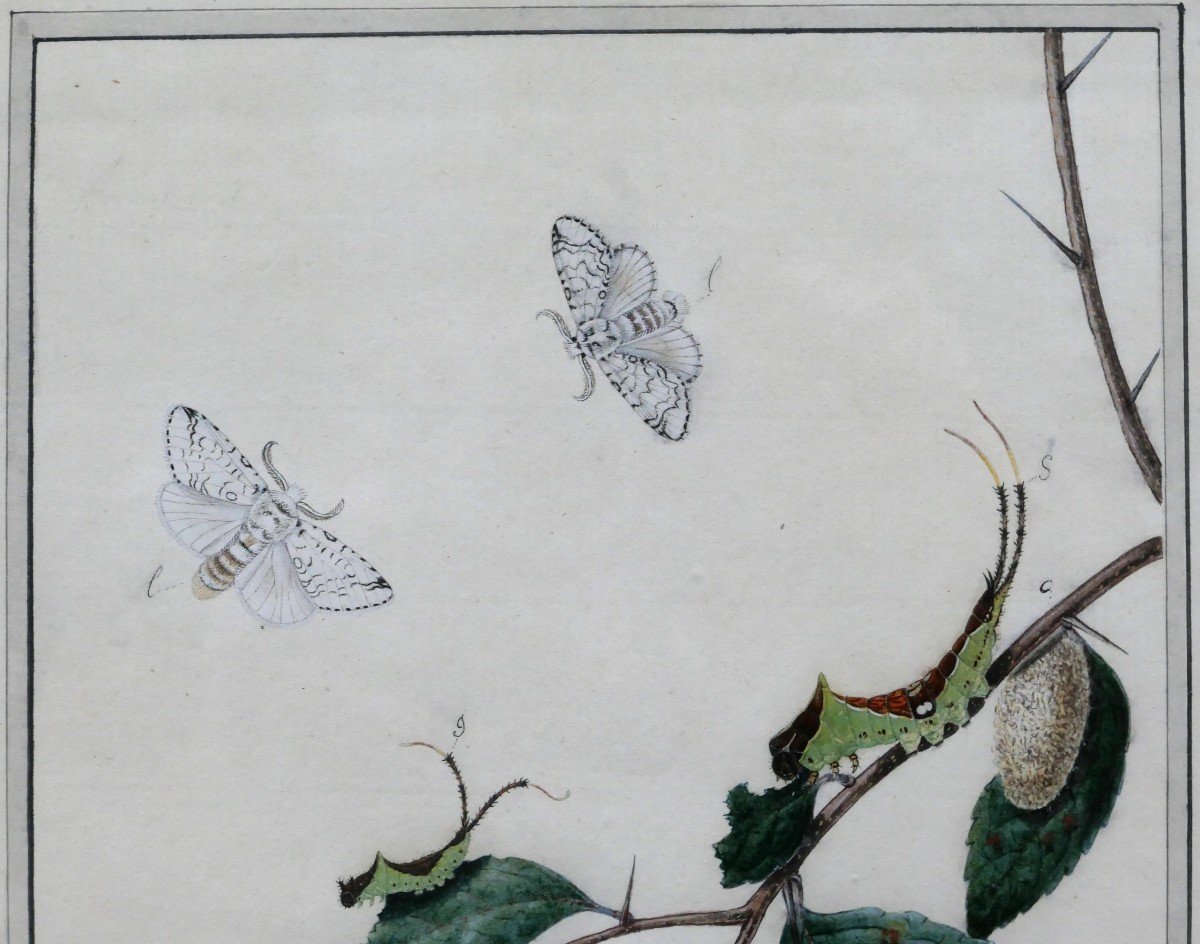 H. J. SCHELLER 18e-19e siècle Études sur les papillons, dessin, 1794-photo-4