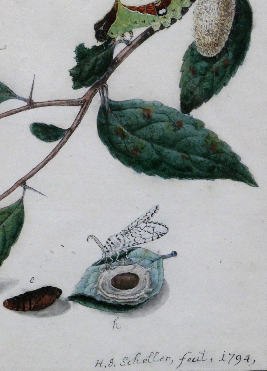 H. J.  Scheller 18th-19th Century Studies Of Butterflies, Drawing, 1794-photo-4