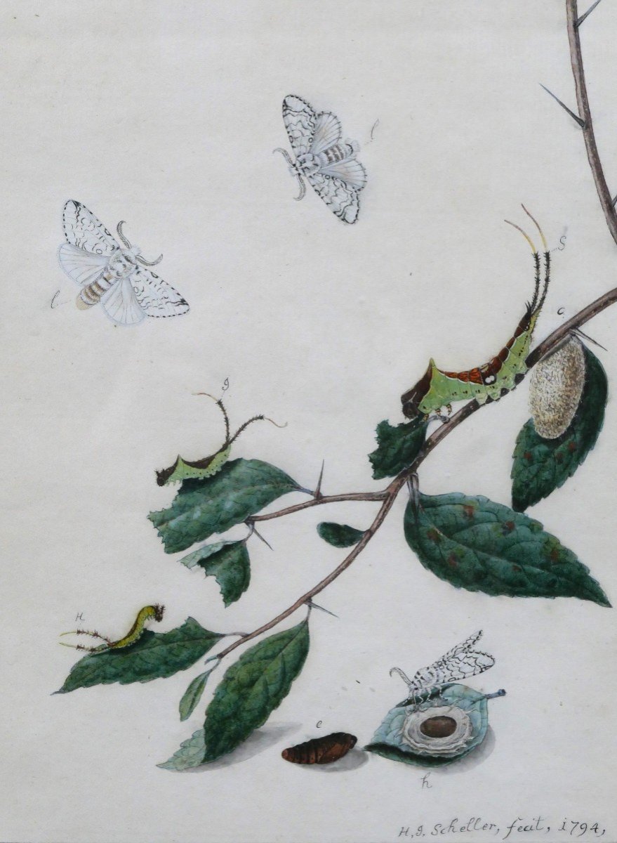 H. J. SCHELLER 18e-19e siècle Études sur les papillons, dessin, 1794