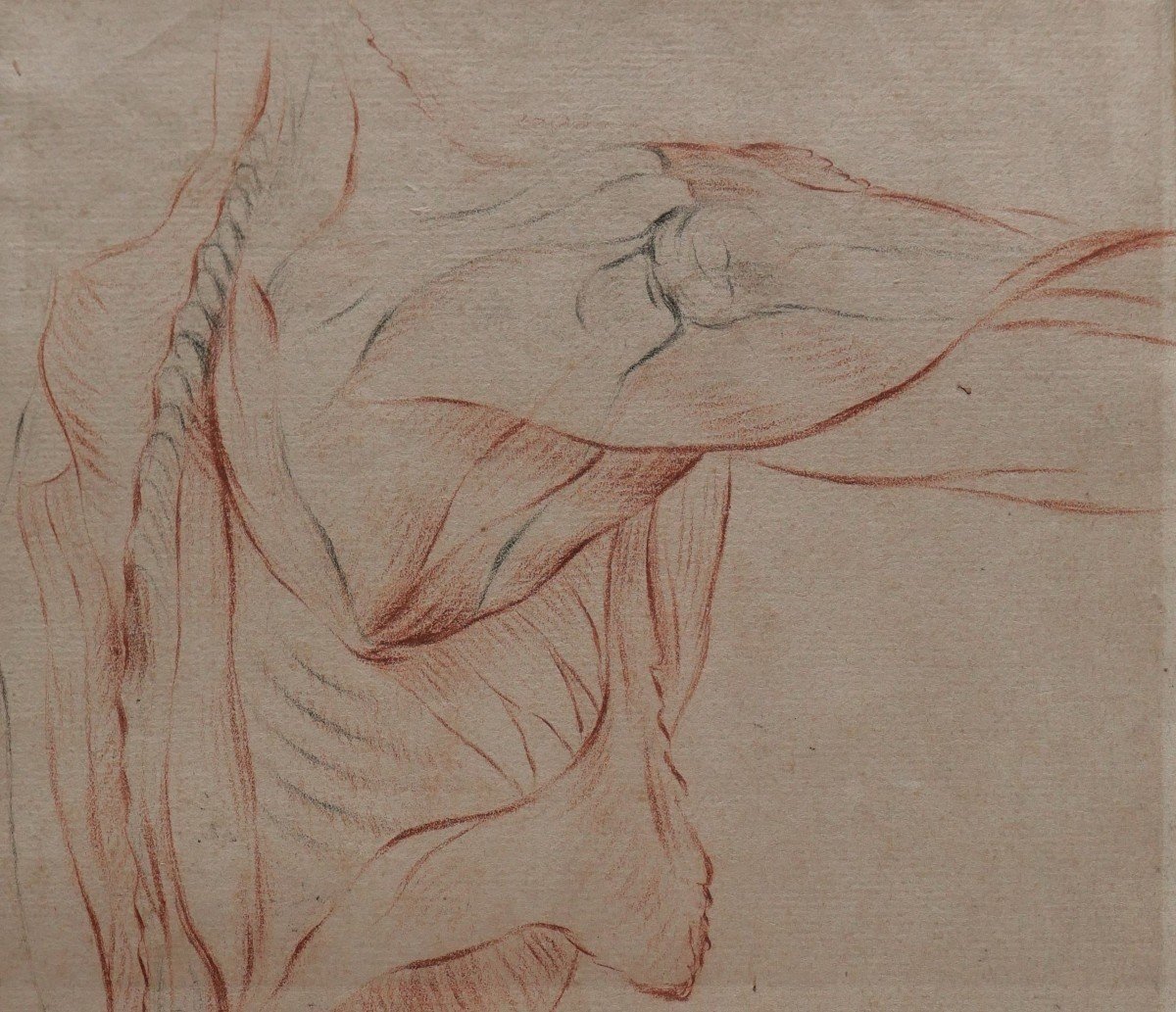 French School Circa 1790-1800, Study Of The Muscles Of The Body, Drawing-photo-4