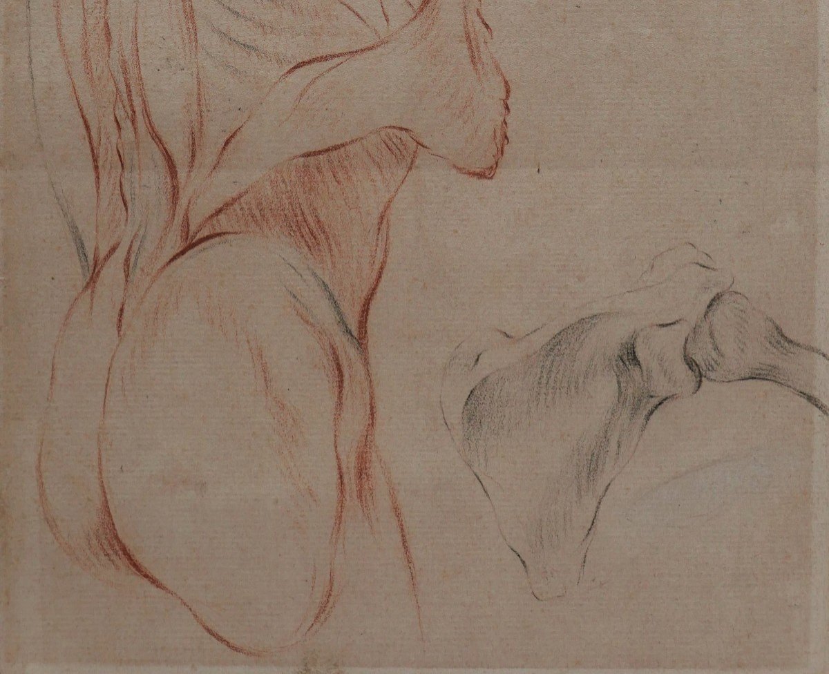 French School Circa 1790-1800, Study Of The Muscles Of The Body, Drawing-photo-1