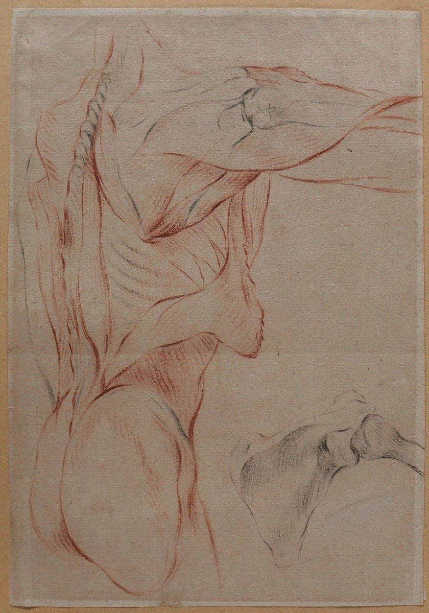French School Circa 1790-1800, Study Of The Muscles Of The Body, Drawing