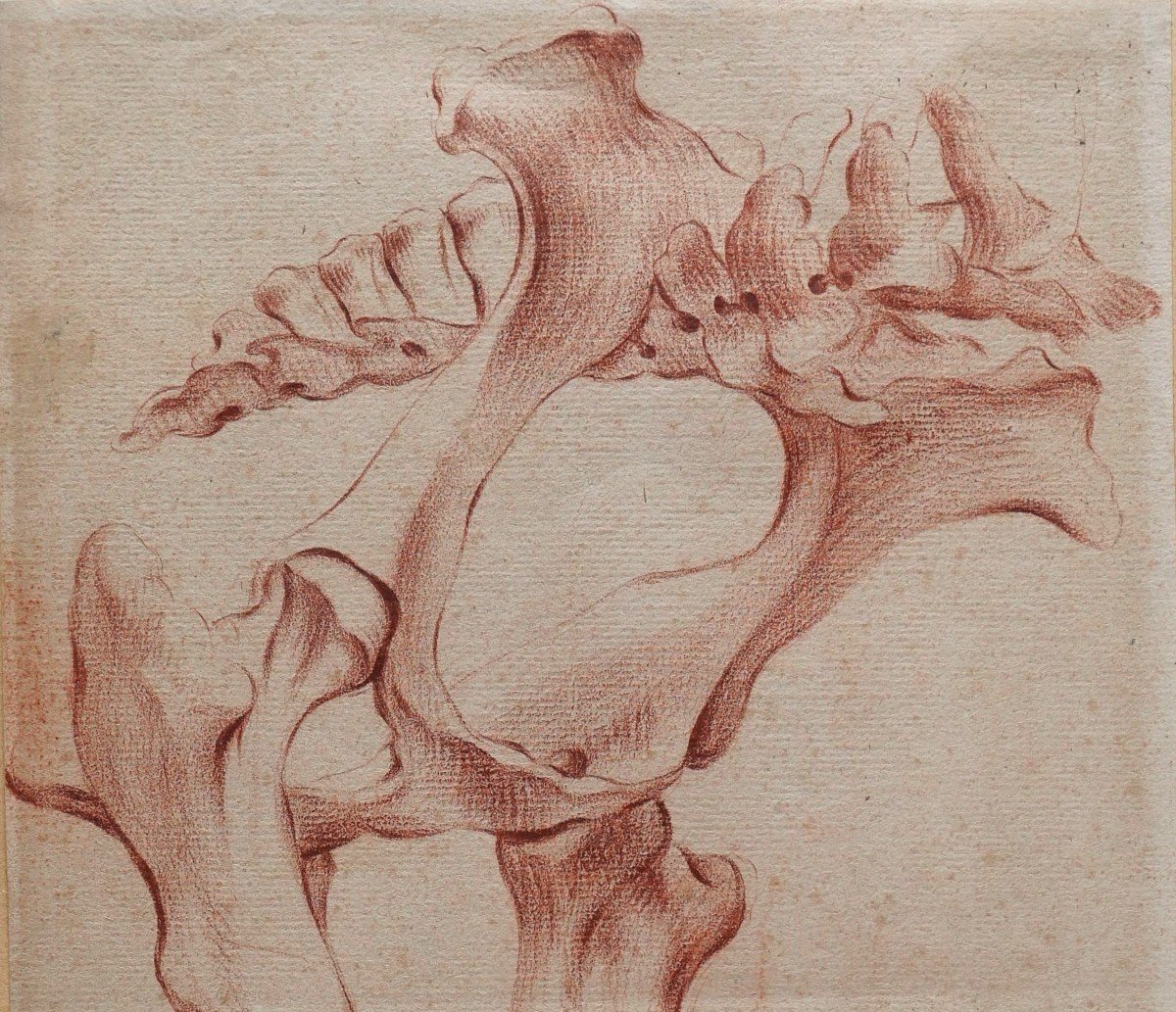 French School Circa 1790-1800 Study Of A Horse Skeleton, Drawing-photo-4