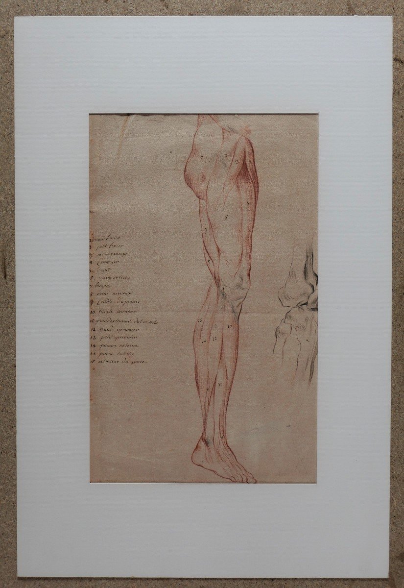 Ecole française fin 18e siècle, étude des muscles de la jambe, dessin-photo-2