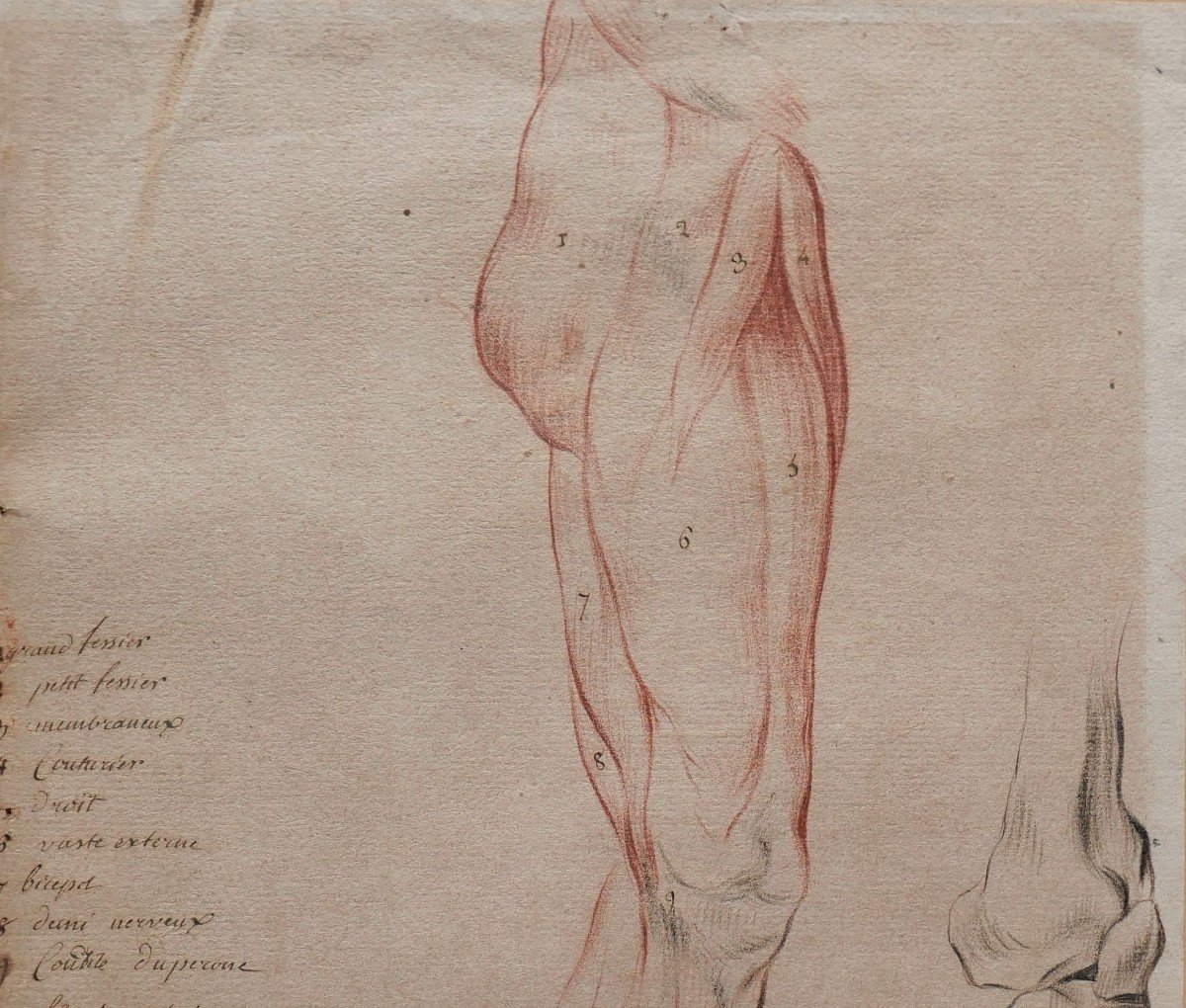 Ecole française fin 18e siècle, étude des muscles de la jambe, dessin-photo-4