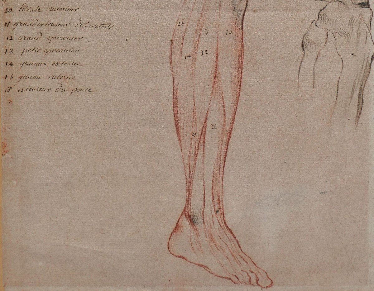 Ecole française fin 18e siècle, étude des muscles de la jambe, dessin-photo-1