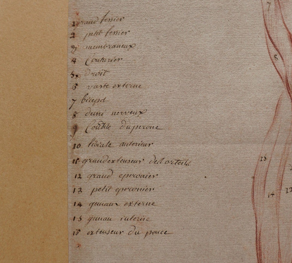 French School, Late 18th Century, Study Of The Muscles Of The Leg, Drawing-photo-2