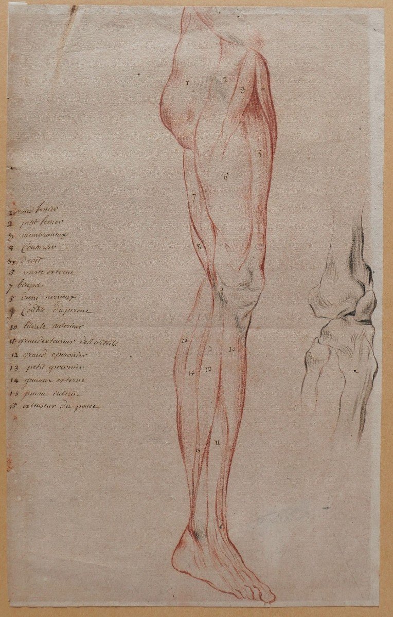 Ecole française fin 18e siècle, étude des muscles de la jambe, dessin