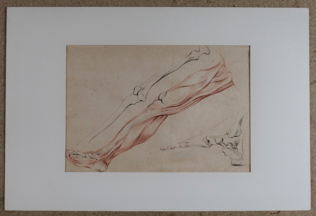 French School, Late 18th Century, Study Of The Muscles Of The Leg, Drawing-photo-2