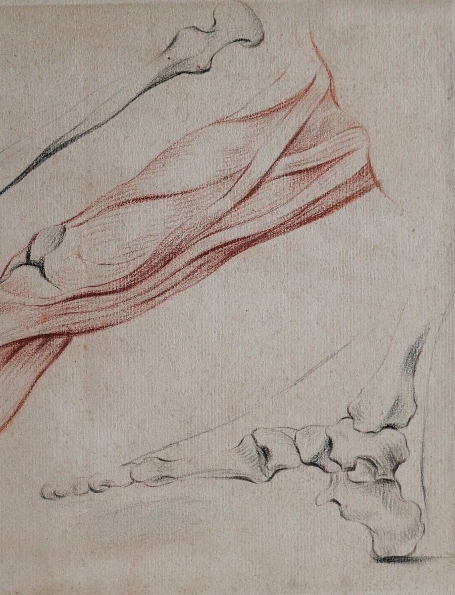 French School, Late 18th Century, Study Of The Muscles Of The Leg, Drawing-photo-1