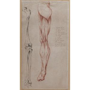 French School Late 18th Century, Study Of The Muscles Of The Leg, Drawing