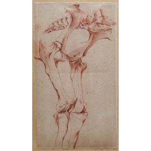 French School Circa 1790-1800 Study Of A Horse Skeleton, Drawing