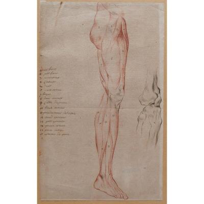 Ecole française fin 18e siècle, étude des muscles de la jambe, dessin
